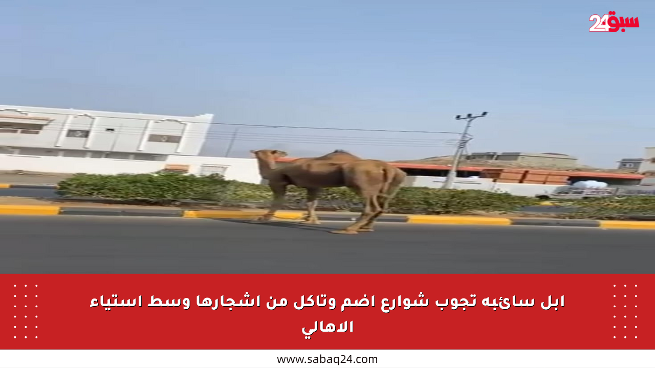 إبل سائبة تجوب شوارع أضم وتأكل من أشجارها وسط استياء الأهالي